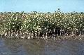 Black Mangrove / Avicennia germinans